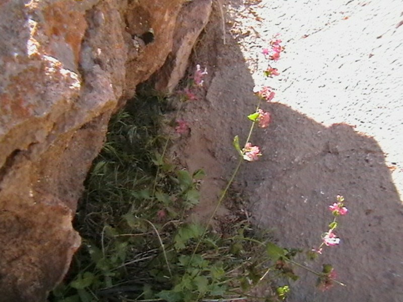 Nepeta argutidens