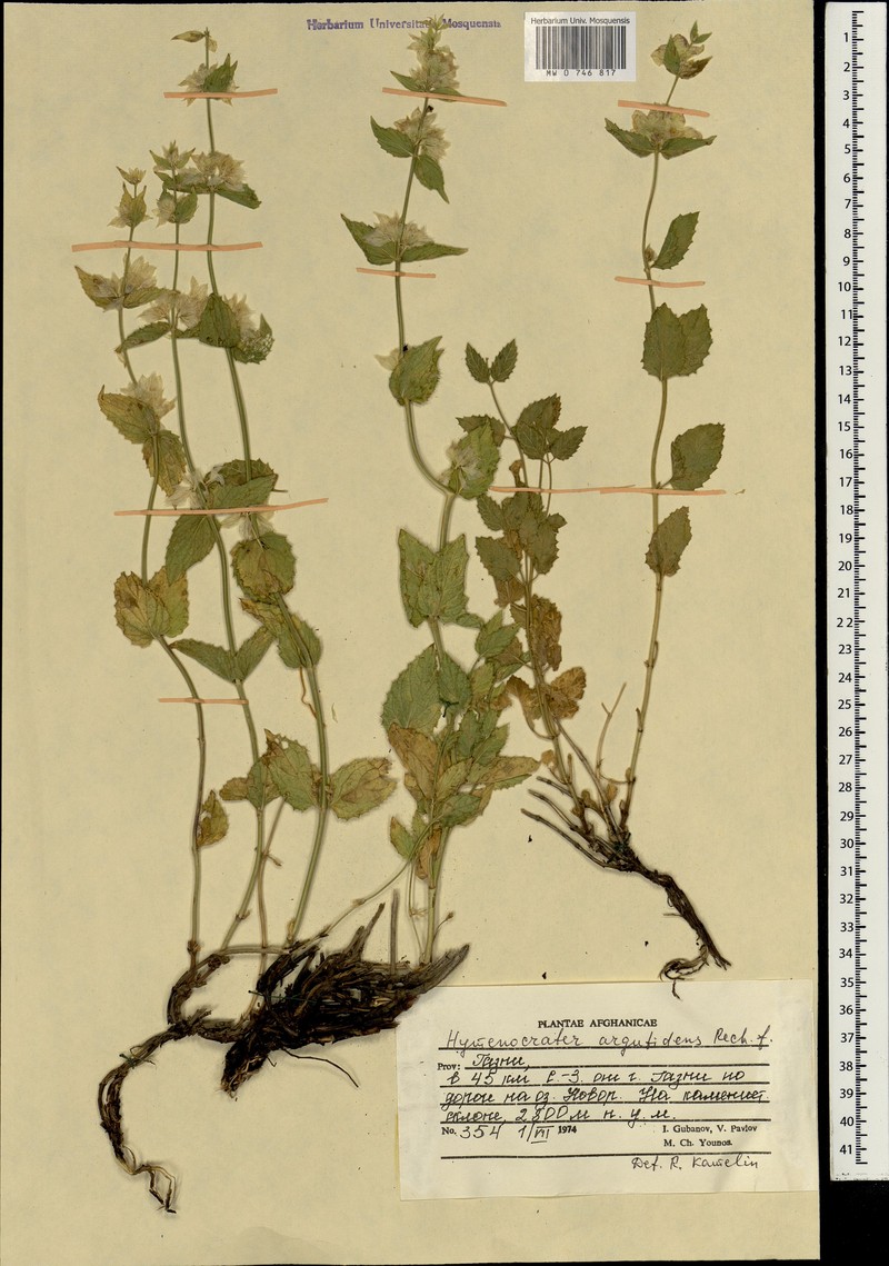 Nepeta argutidens photo 2