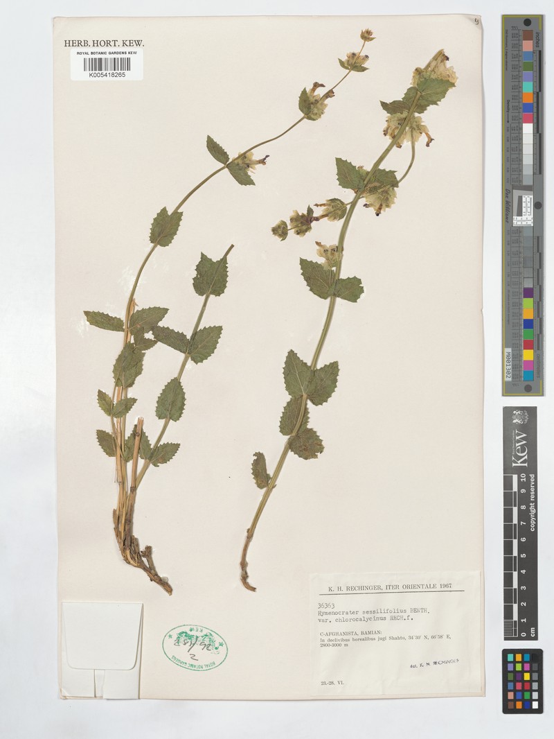 Nepeta argutidens photo 3