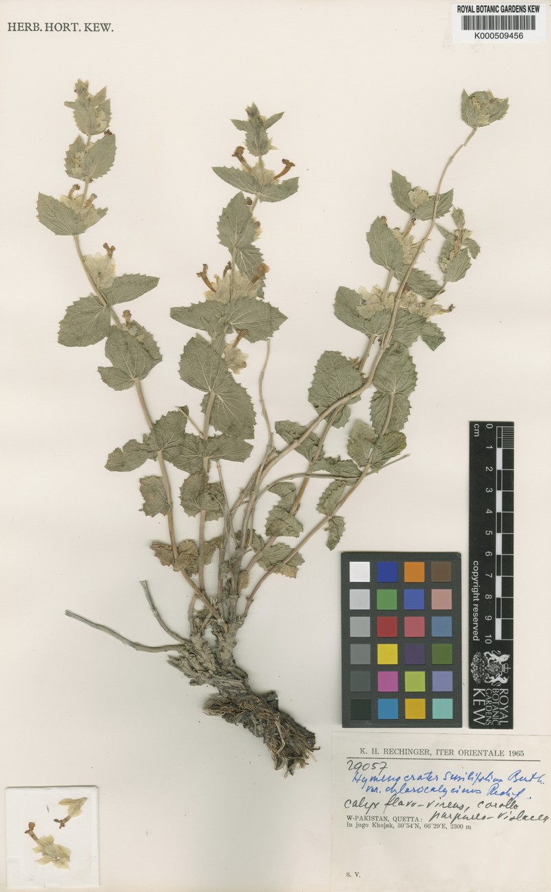 Nepeta argutidens photo 4