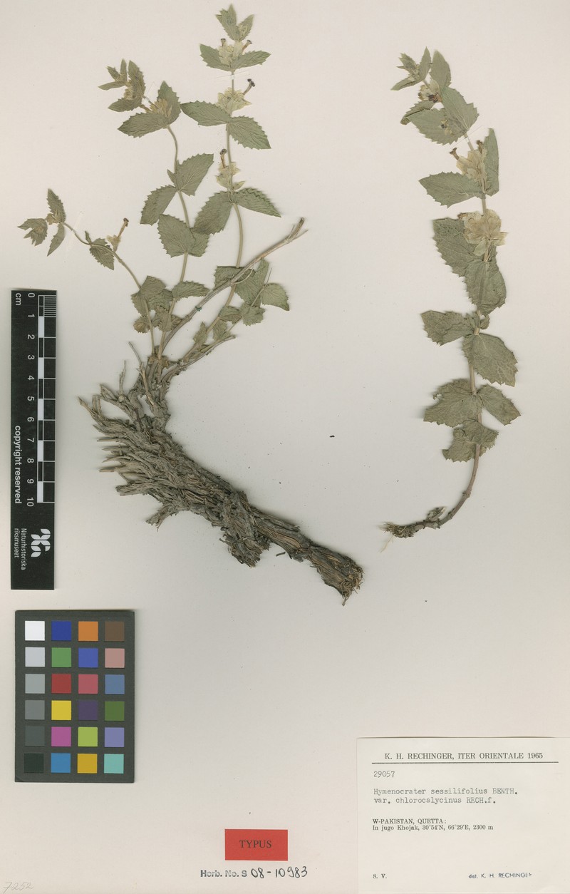 Nepeta argutidens photo 5
