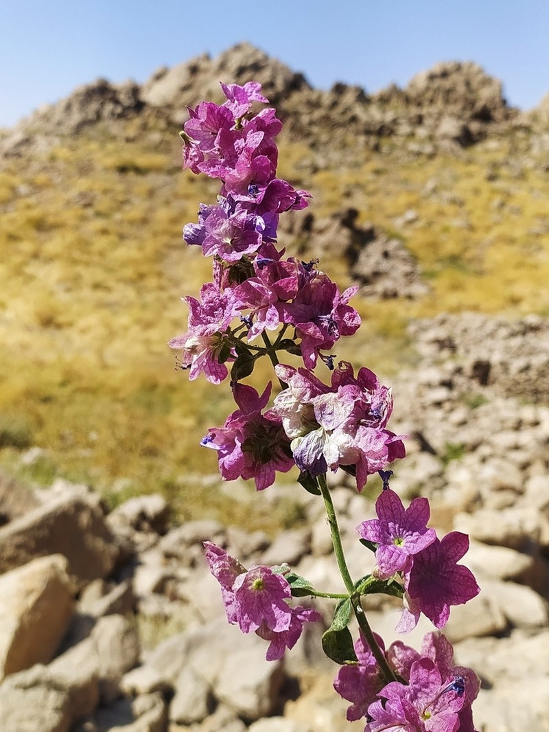 Nepeta avromanica