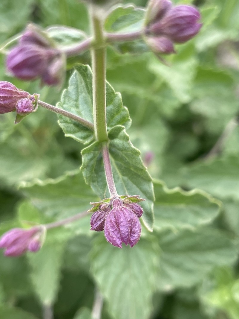 Nepeta avromanica photo 2