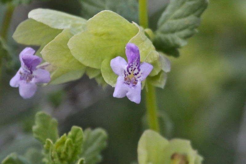 Nepeta bituminosa