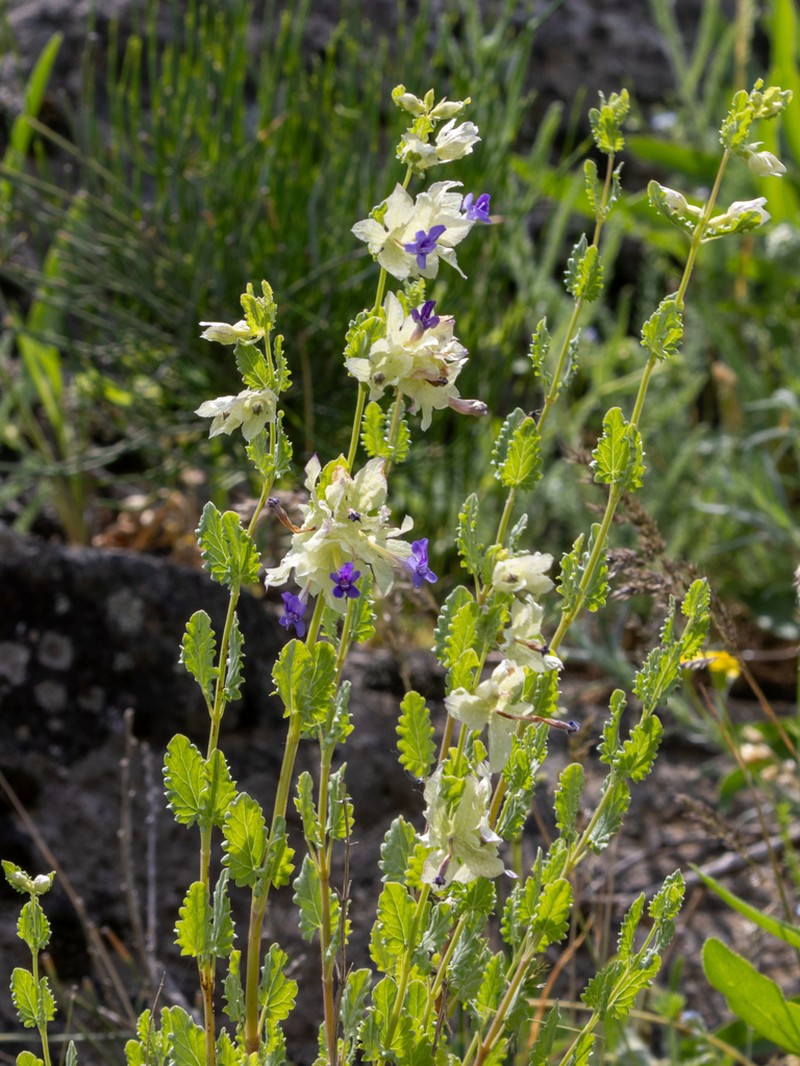 Nepeta bituminosa photo 2