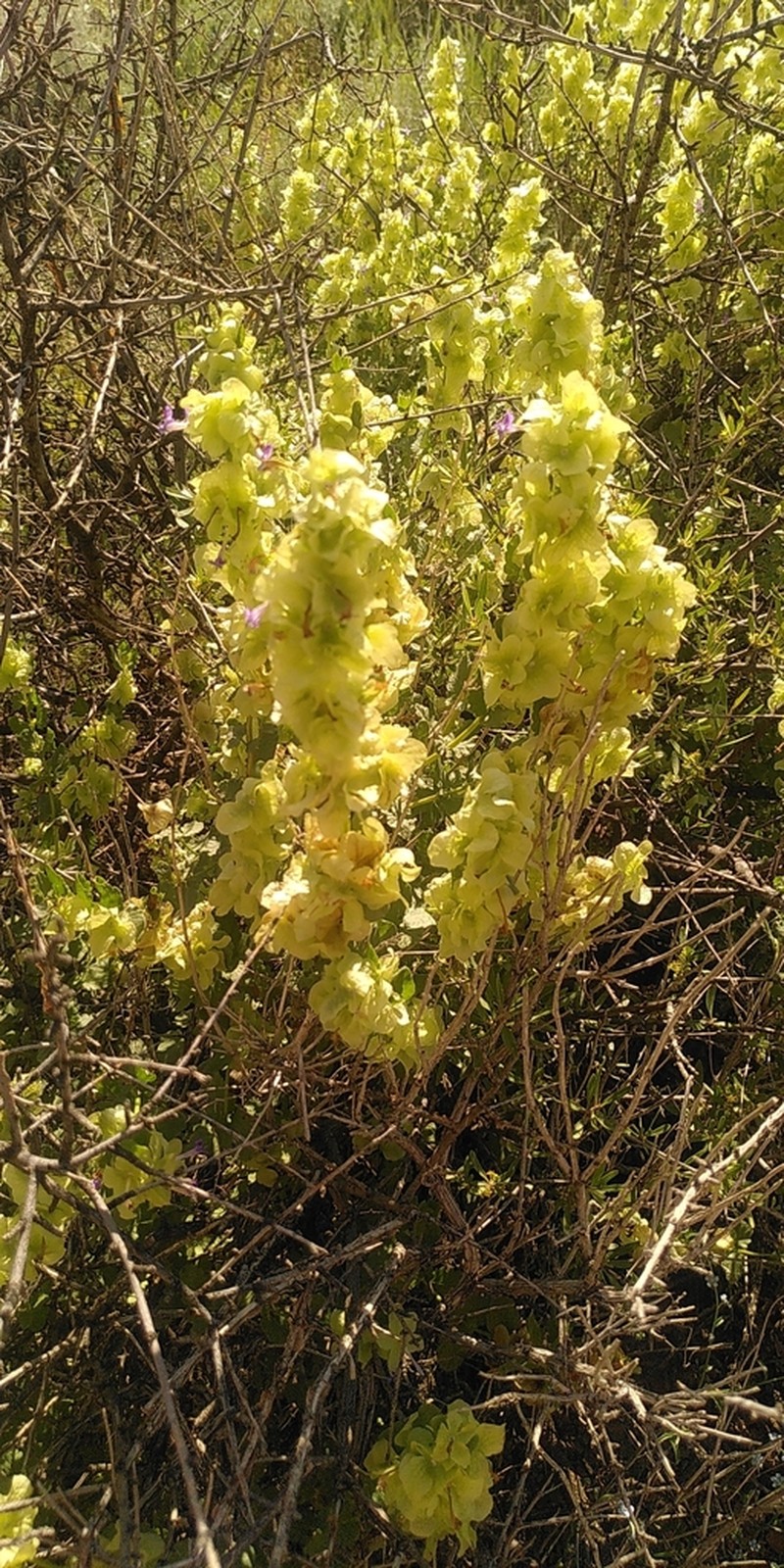Nepeta bituminosa photo 3