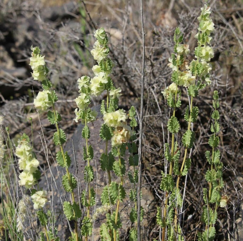 Nepeta bituminosa photo 4