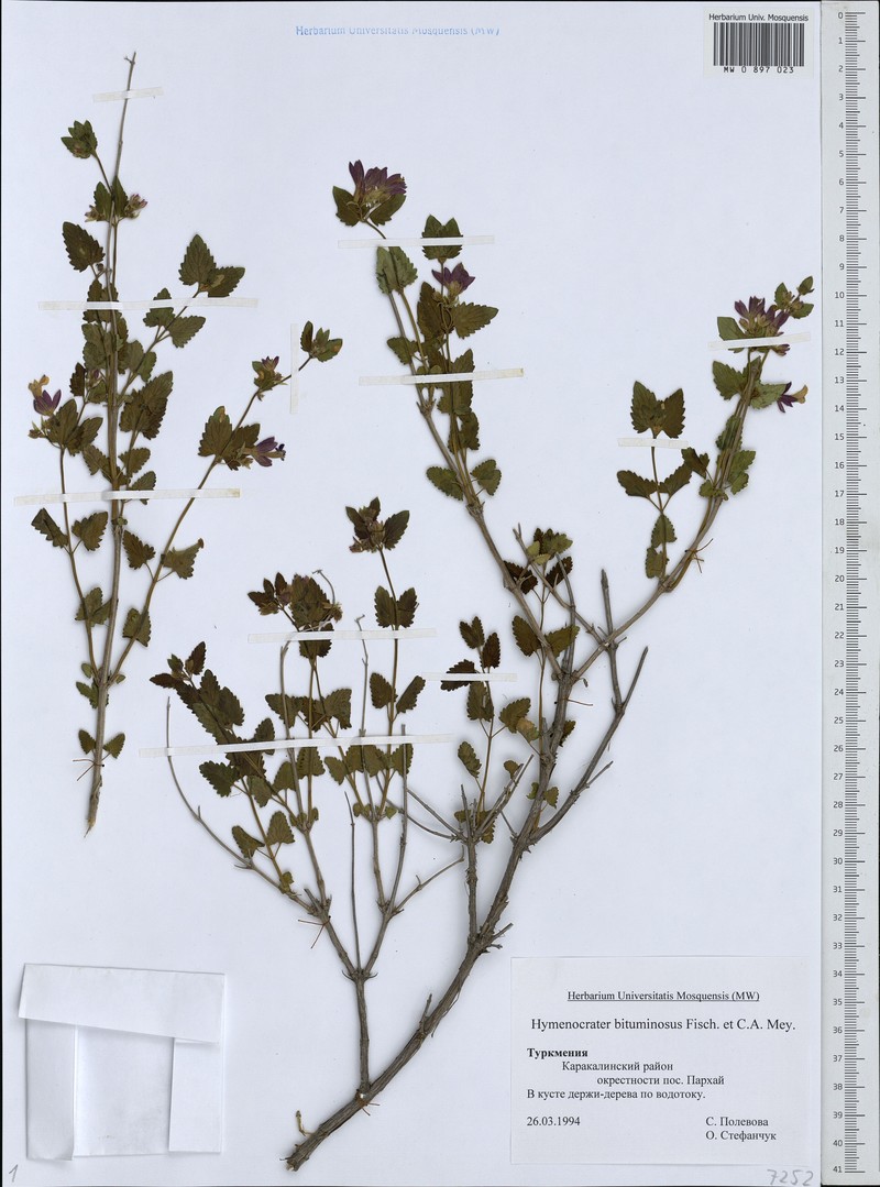 Nepeta bituminosa photo 7