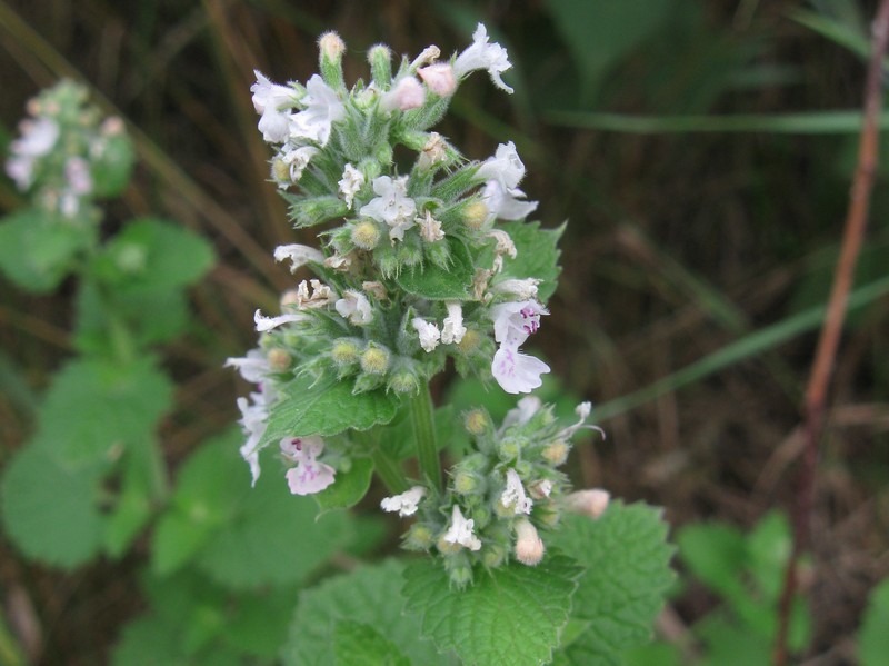 Catnip photo 5