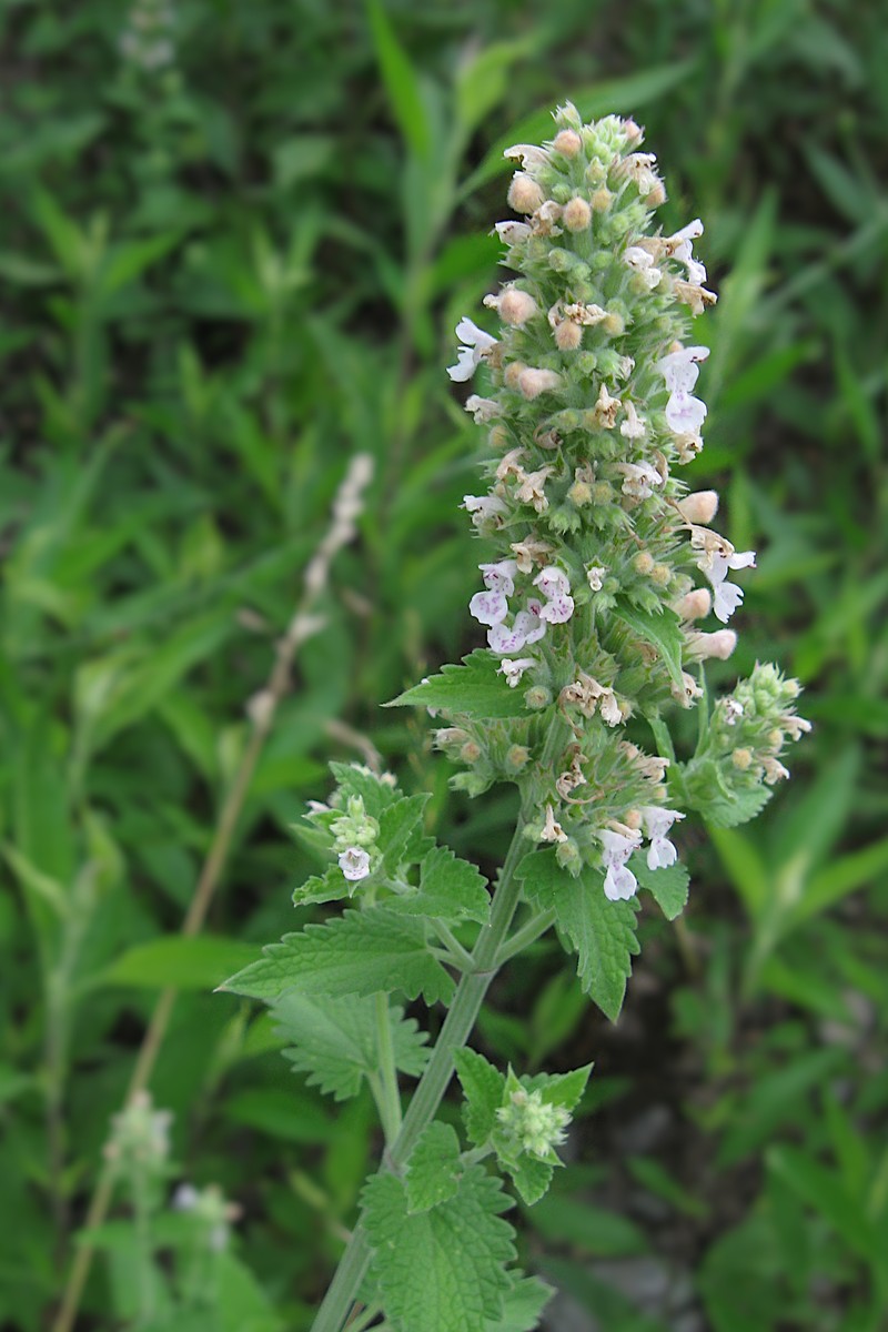 Catnip photo 2