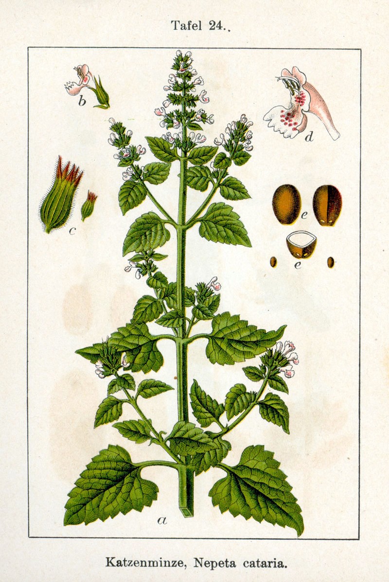 Catnip photo 3