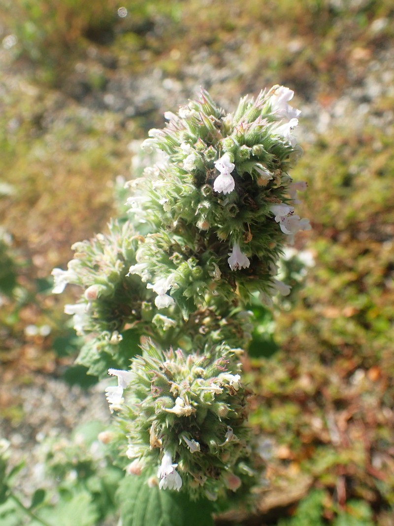 Catnip photo 4