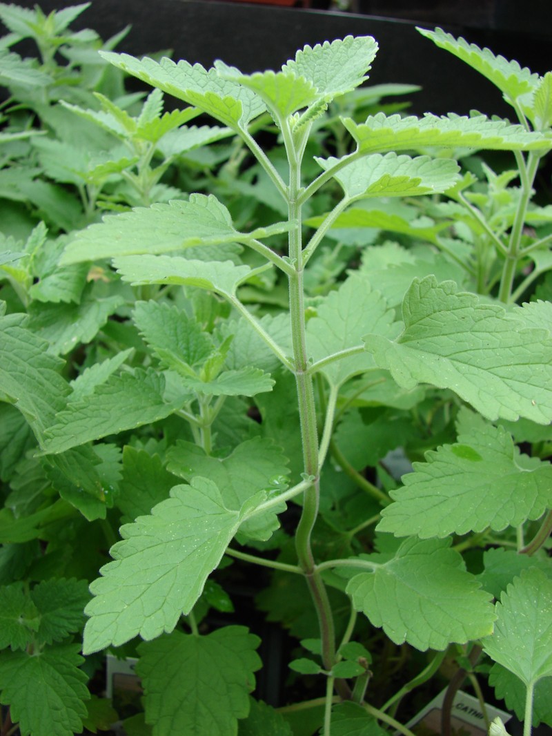 Catnip photo 7