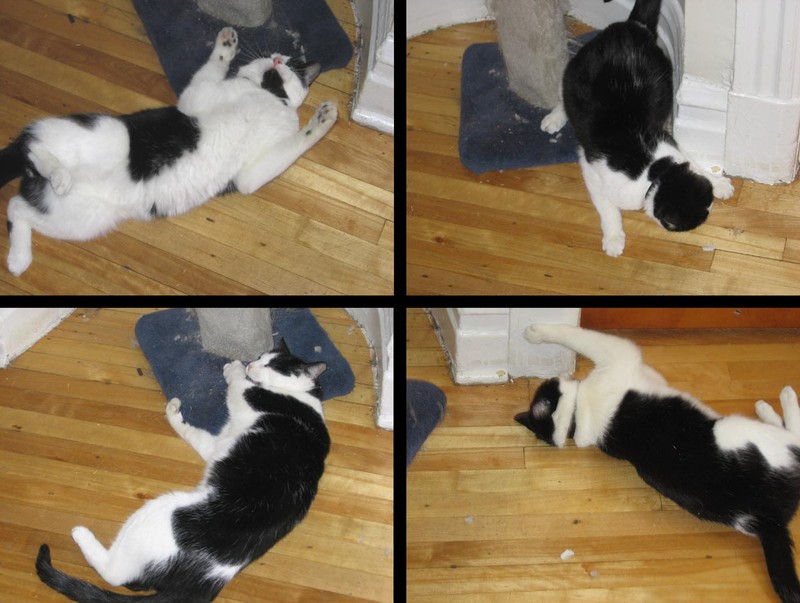 Catnip photo 8