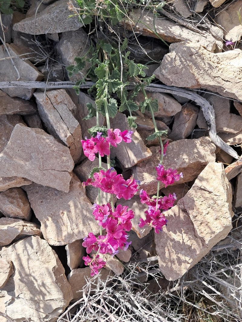Nepeta elegantissima