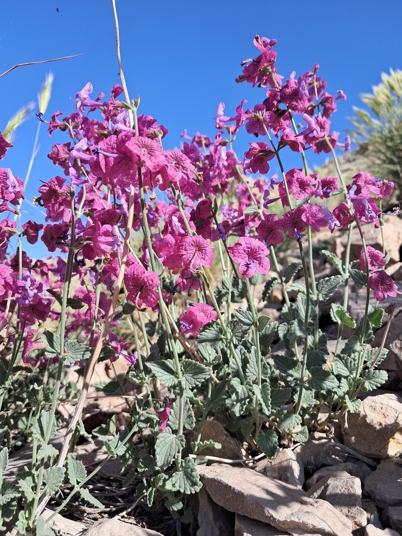 Nepeta elegantissima photo 2