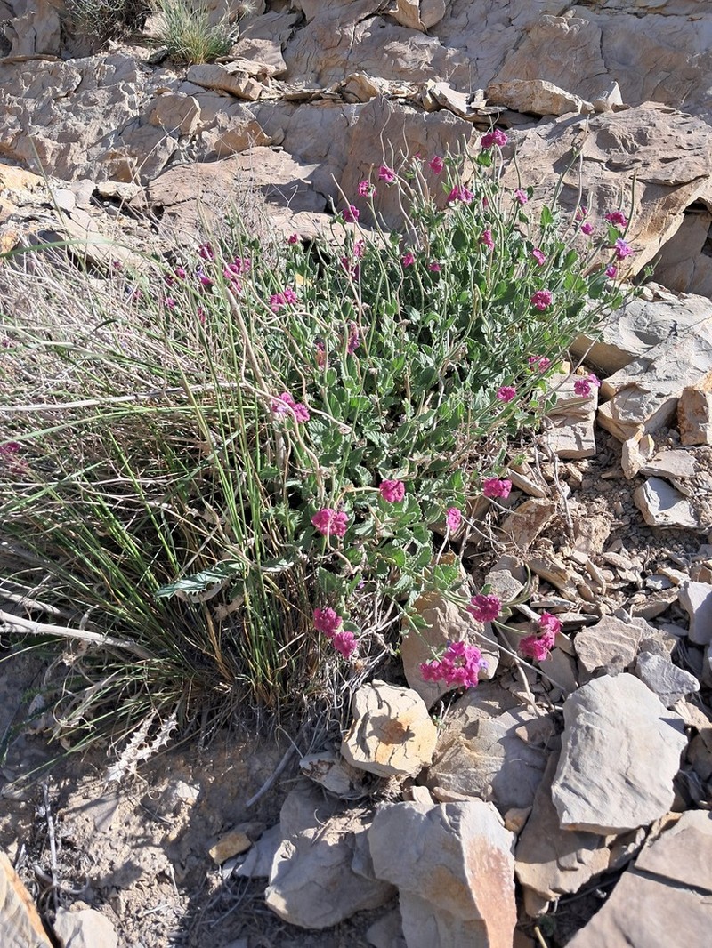 Nepeta elegantissima photo 3