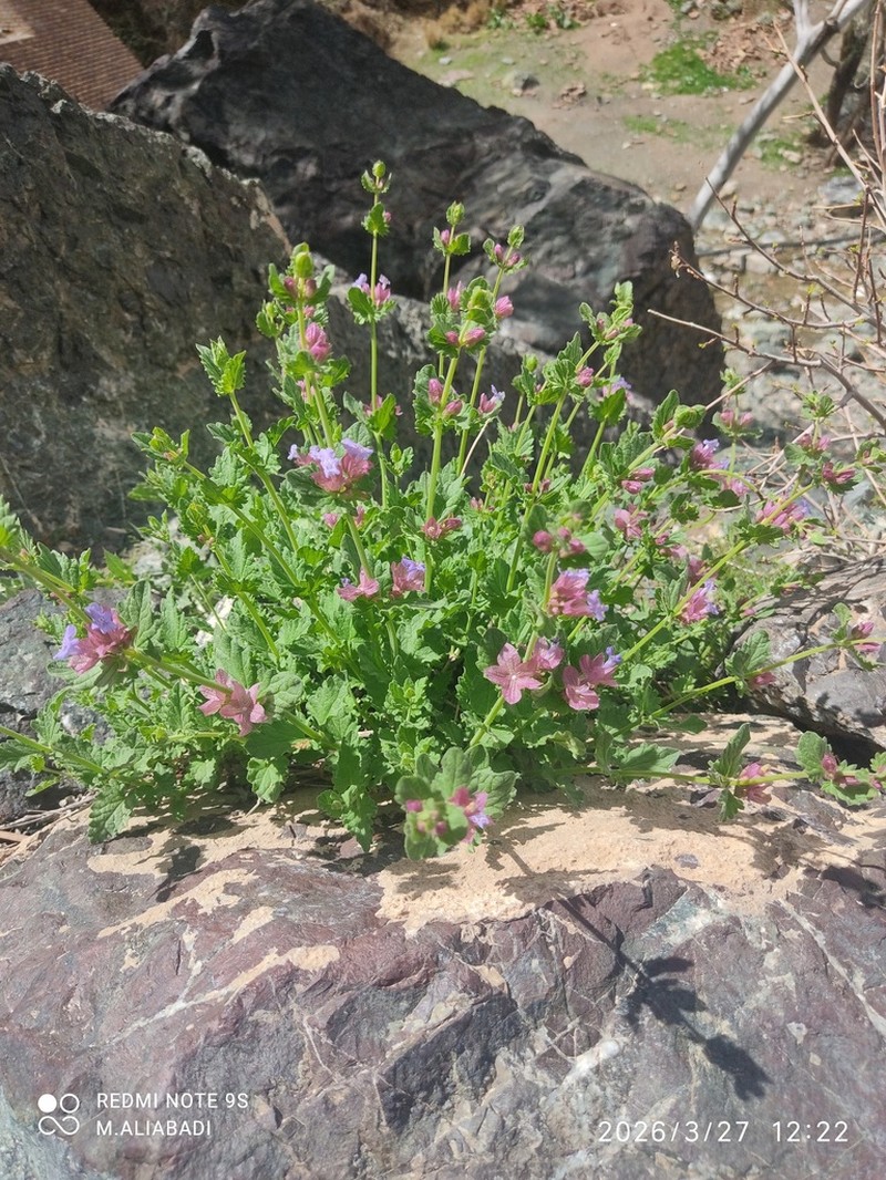 Nepeta elegantissima photo 4