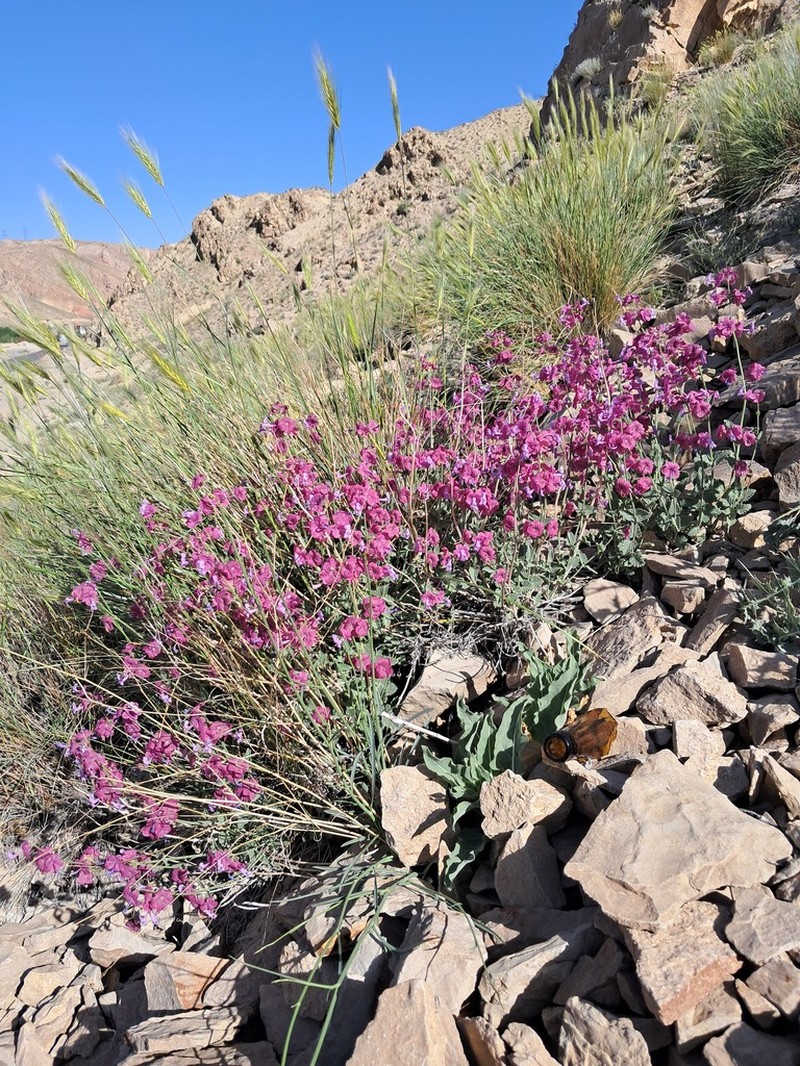 Nepeta elegantissima photo 5