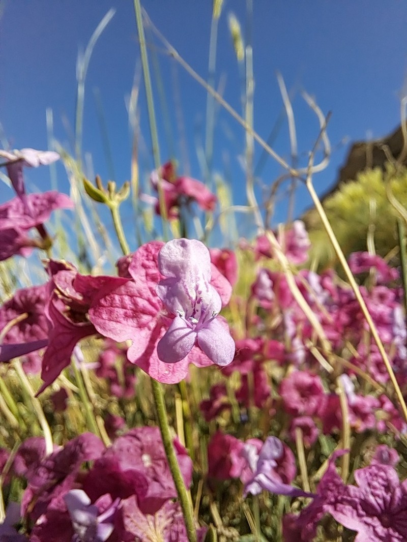 Nepeta elegantissima photo 6