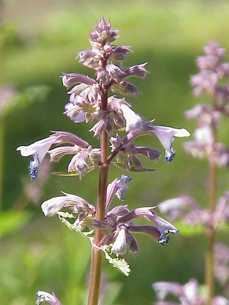 Caucasus Catmint photo 2