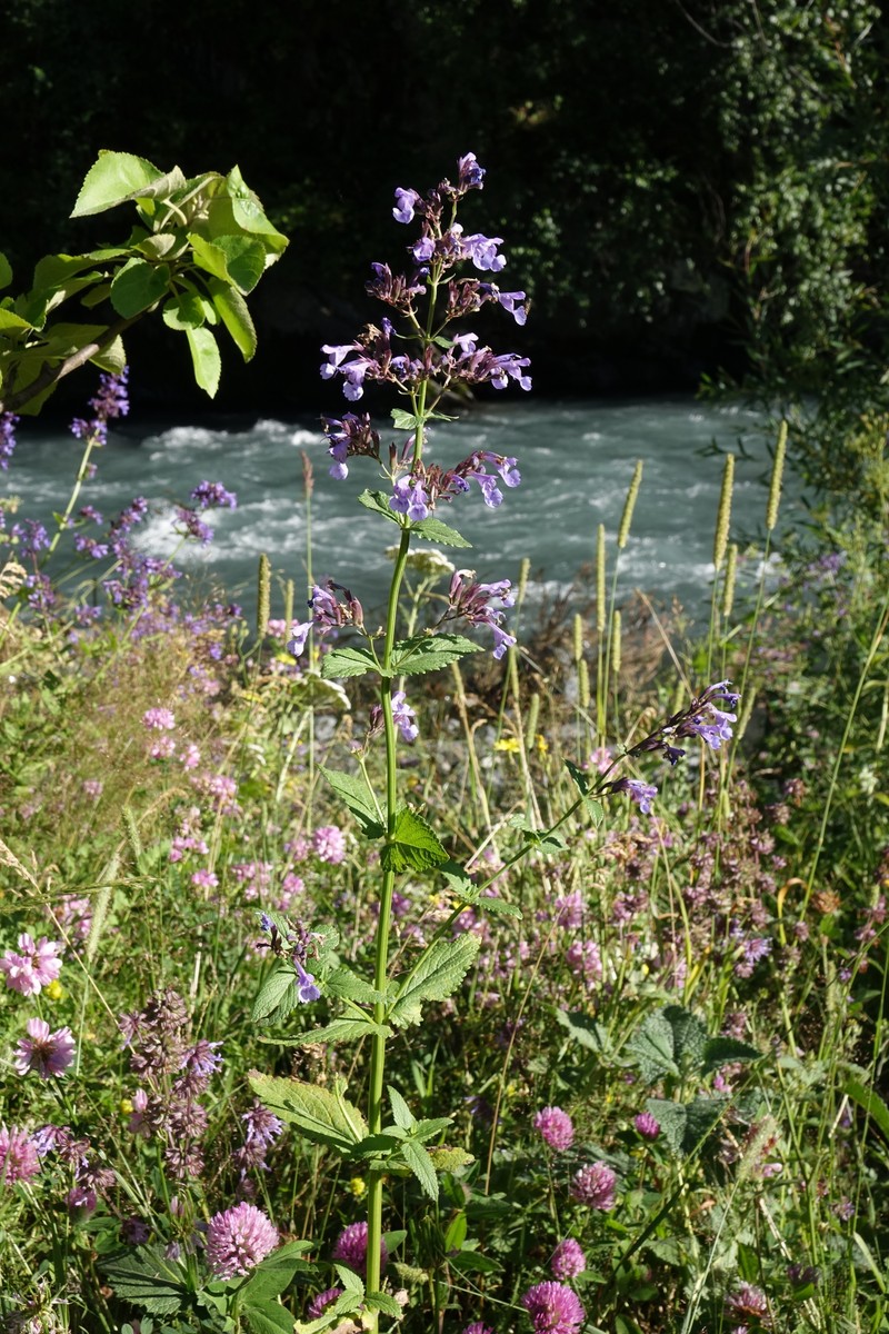 Caucasus Catmint