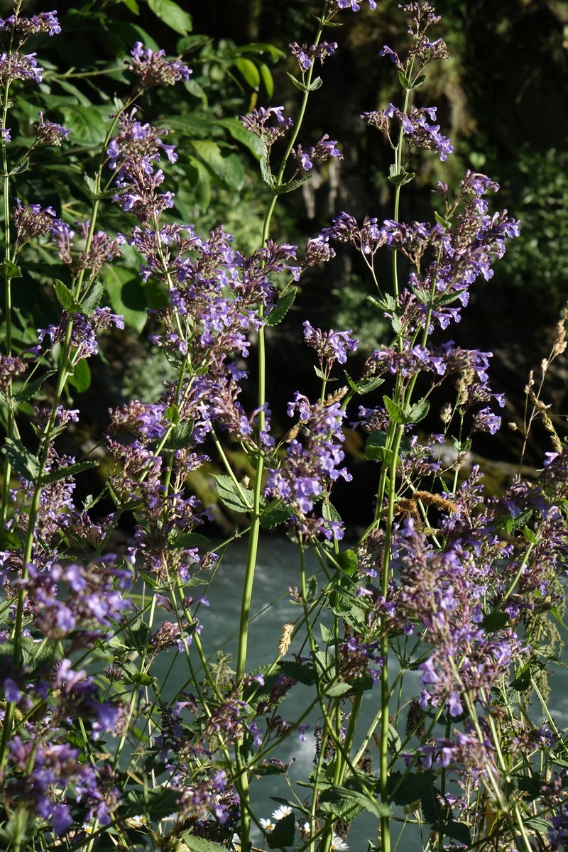 Caucasus Catmint photo 3