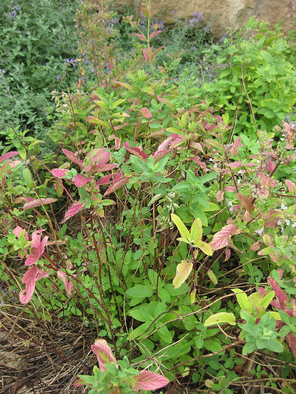 Caucasus Catmint photo 4