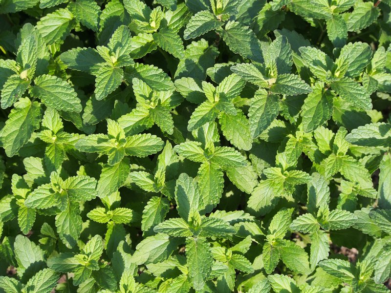 Caucasus Catmint photo 5