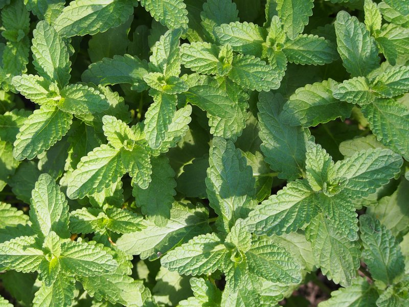 Caucasus Catmint photo 6