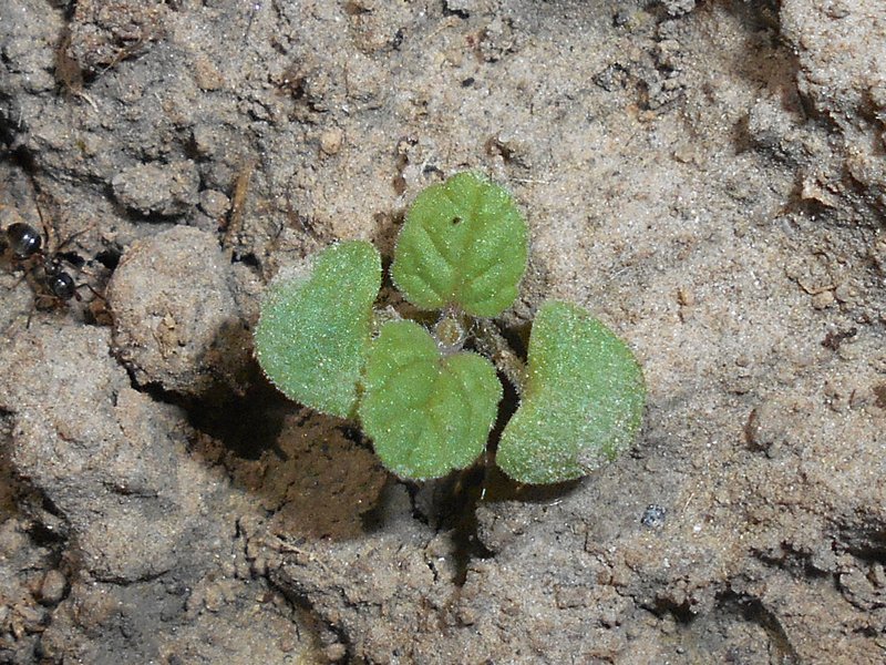 Caucasus Catmint photo 7