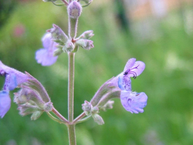 Caucasus Catmint photo 8