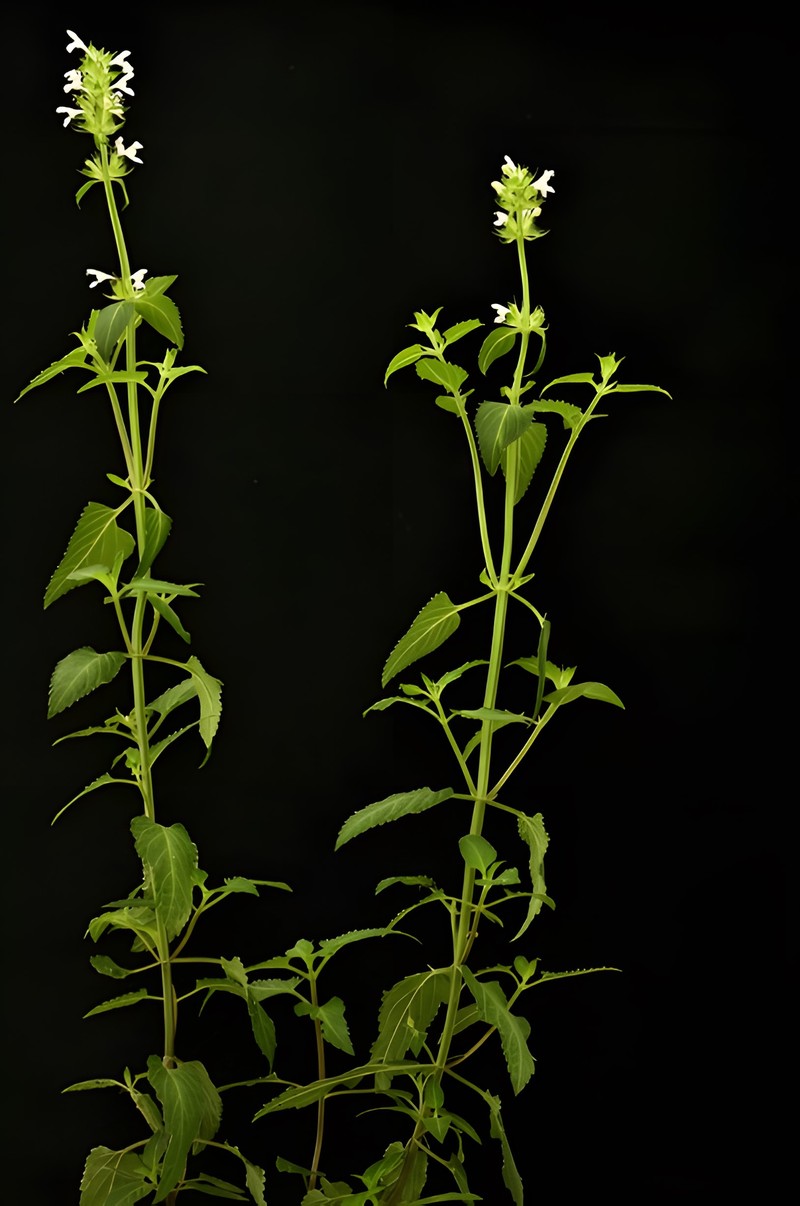 Nepeta margallaica