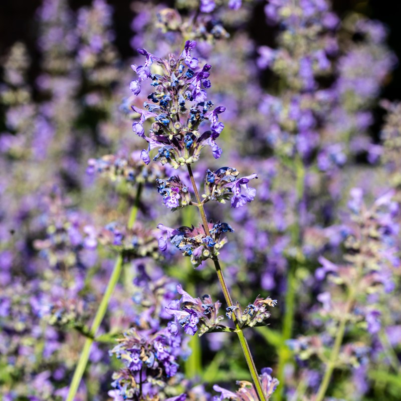 Raceme Catnip photo 4