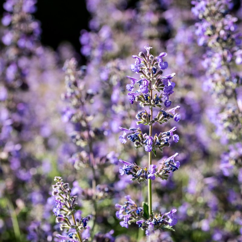 Raceme Catnip photo 5