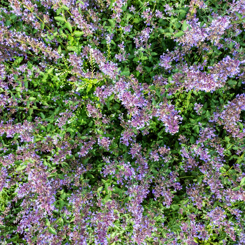 Raceme Catnip photo 6