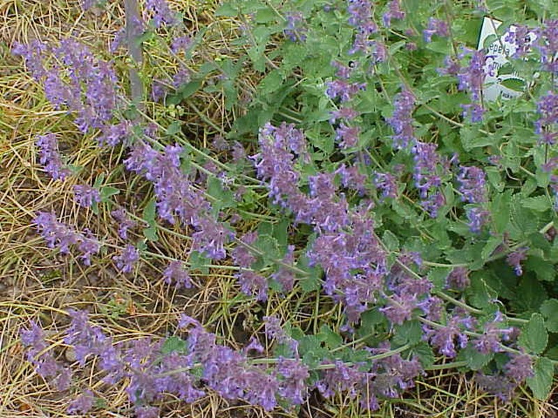 Raceme Catnip