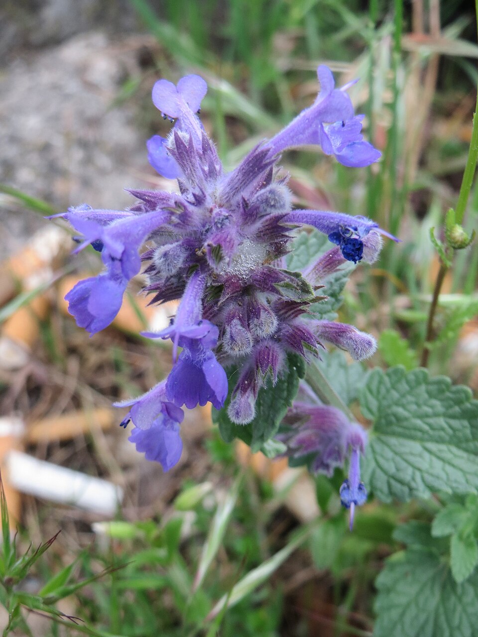 Raceme Catnip photo 7