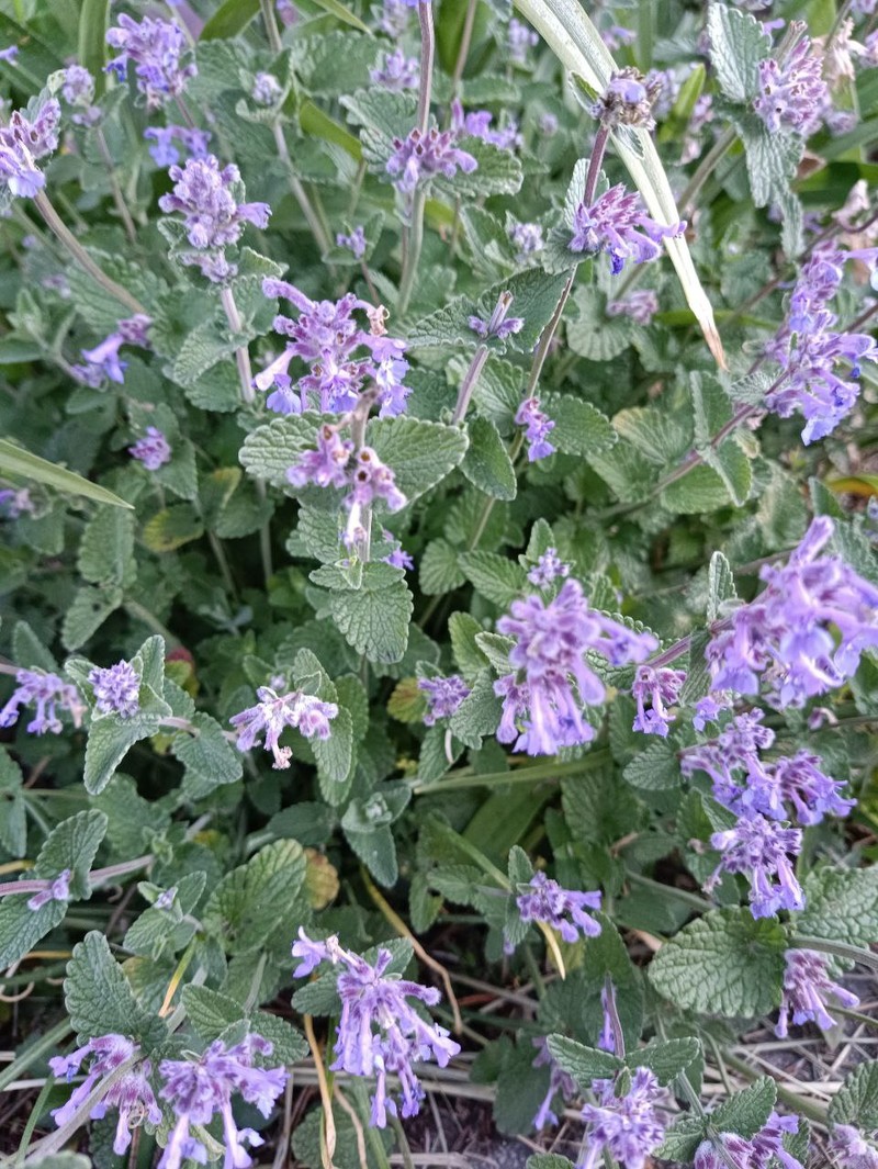 Raceme Catnip photo 8