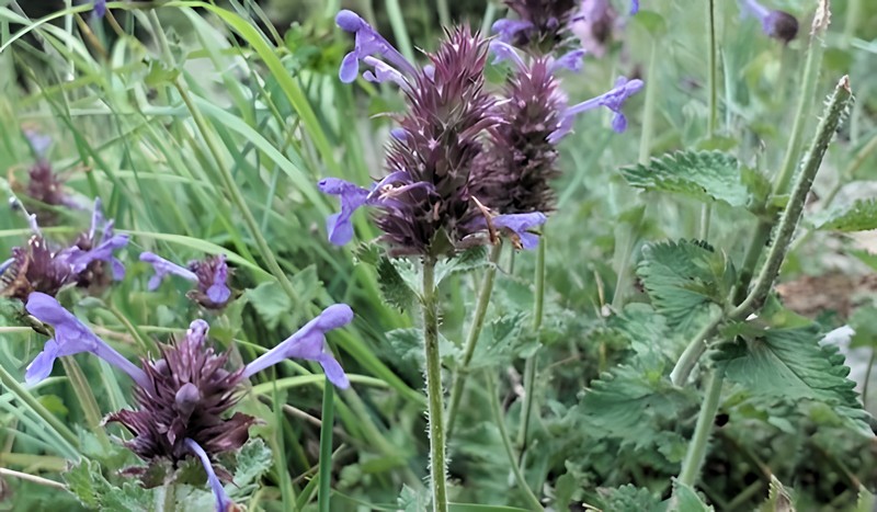 Nepeta sulaimanica