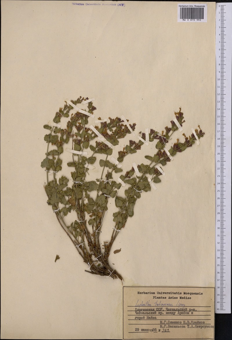 Nepeta tschimganica