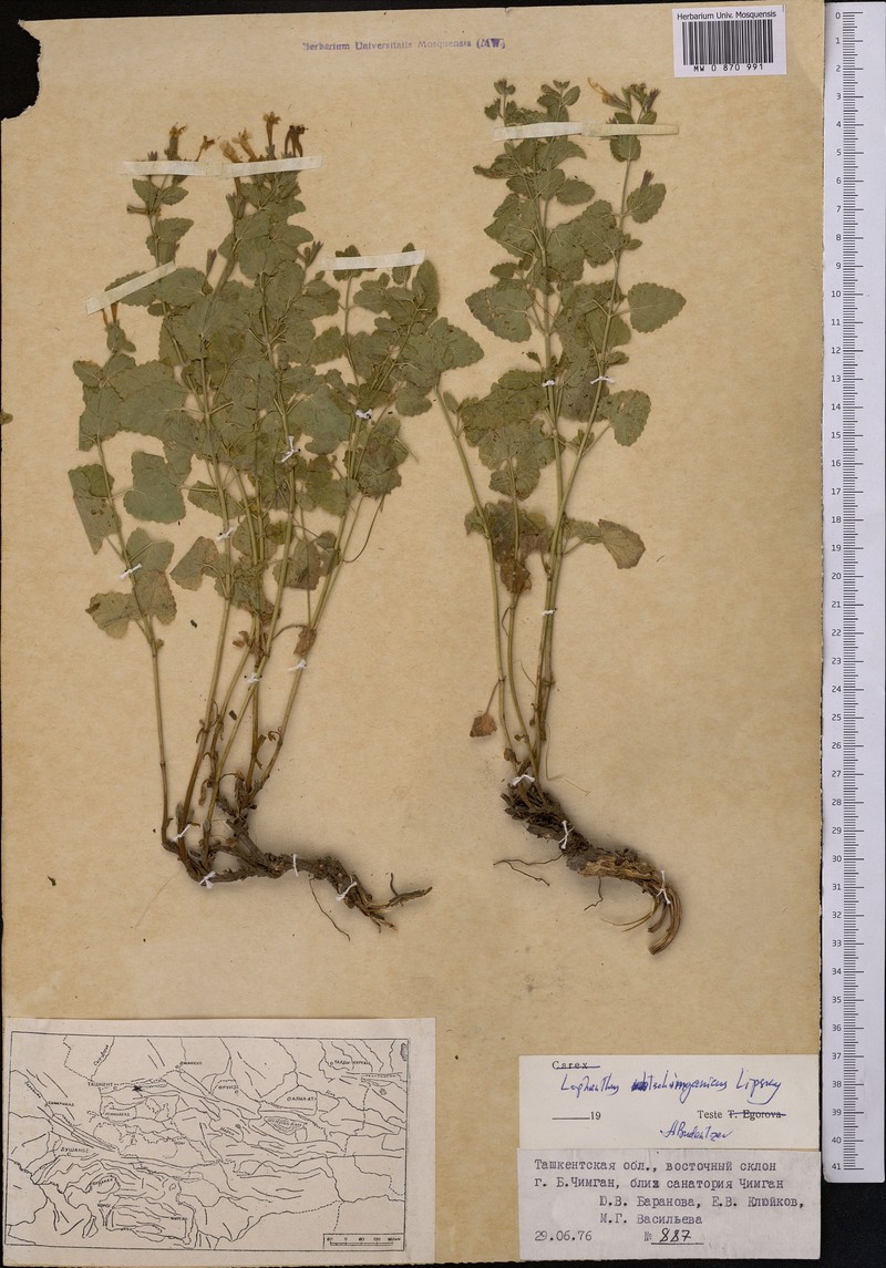 Nepeta tschimganica photo 2