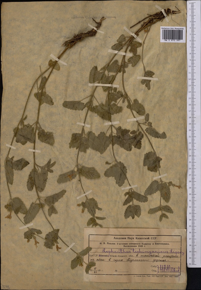 Nepeta tschimganica photo 3