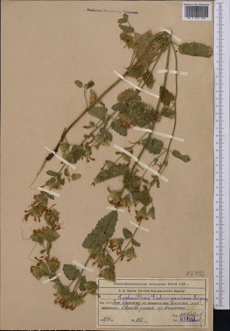 Nepeta tschimganica photo 4