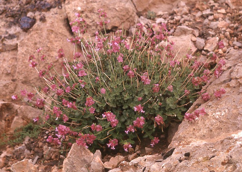 Nepeta turanica photo 2
