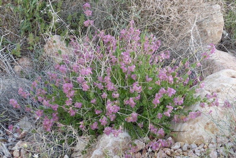 Nepeta turanica photo 3