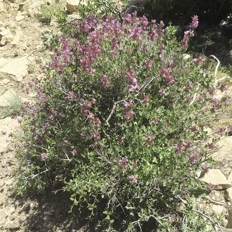 Nepeta turanica photo 4