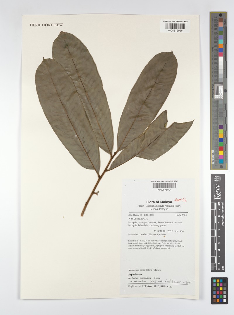 Nephelium cuspidatum var. cuspidatum