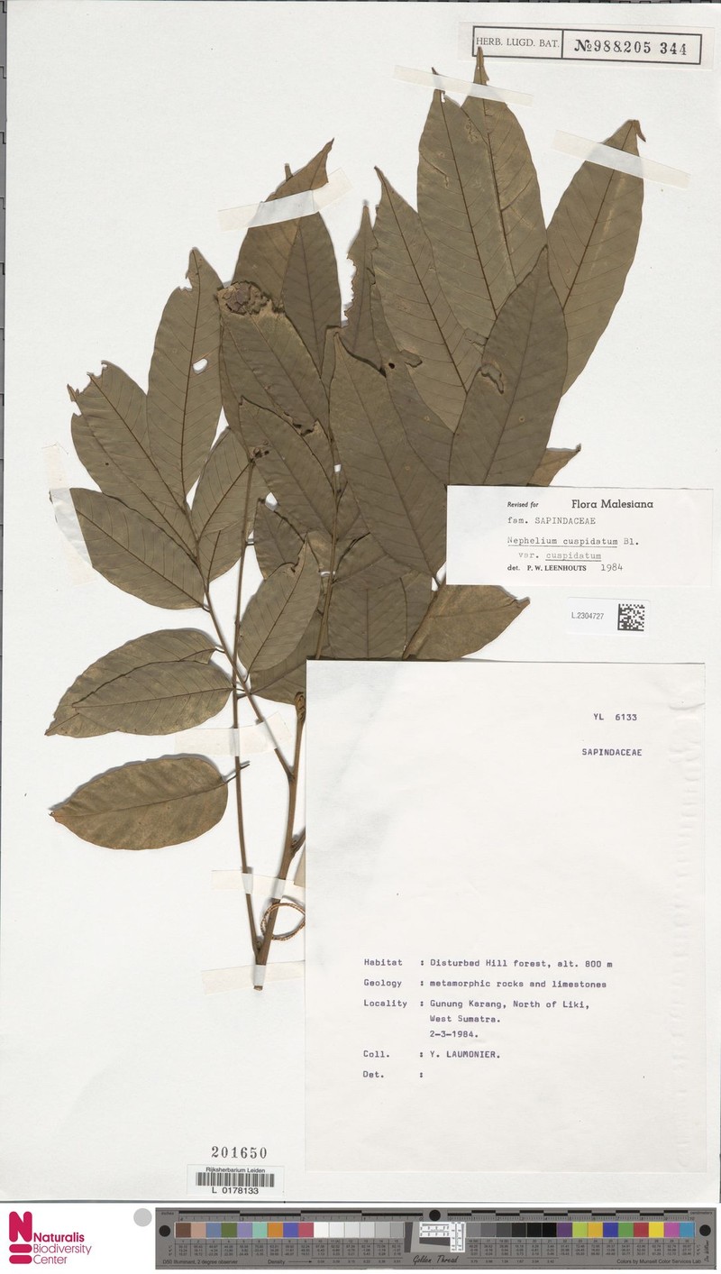 Nephelium cuspidatum var. cuspidatum photo 2