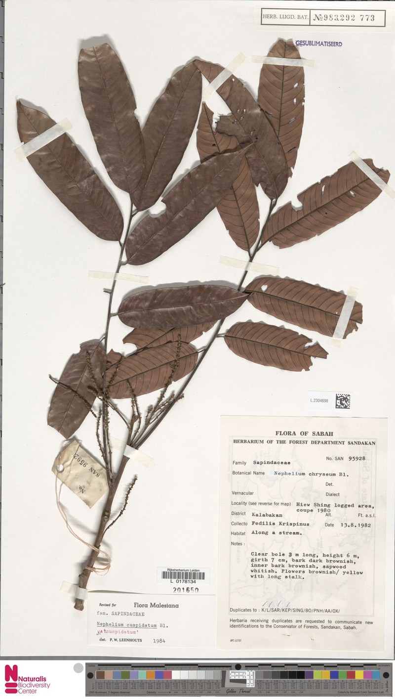 Nephelium cuspidatum var. cuspidatum photo 3